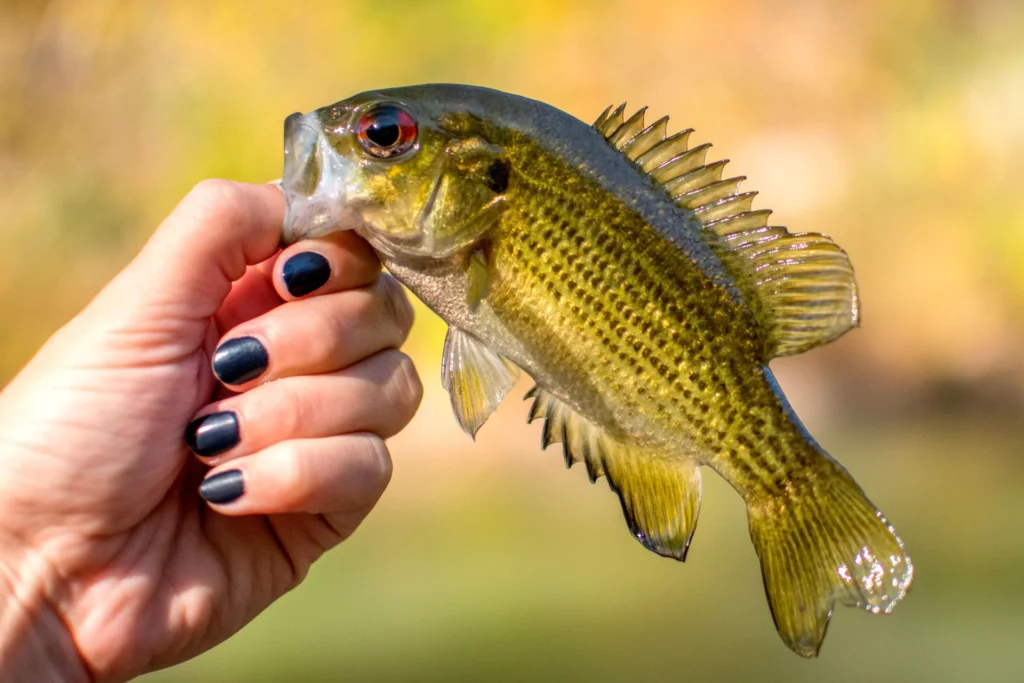 Summer Fishing: Smart Tactics & Ideal Stays
